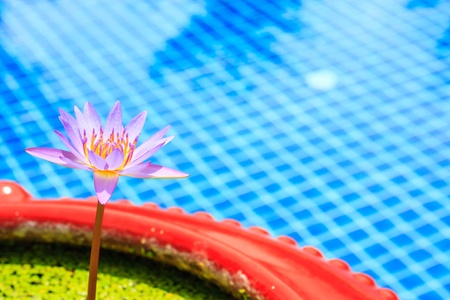 Purple water Lily blossomsの写真素材