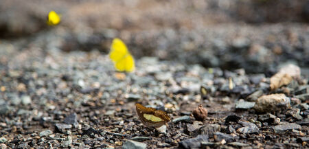 yellow butterflyの写真素材