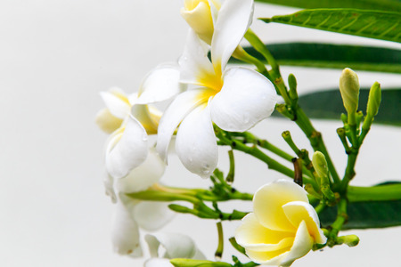 frangipaniの写真素材