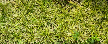 Green plant as background