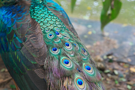 Peacock featherの写真素材