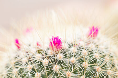 Blossoming Cactus flowerの写真素材