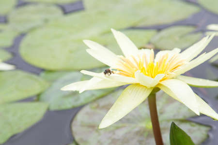 Yellow water lilyの写真素材