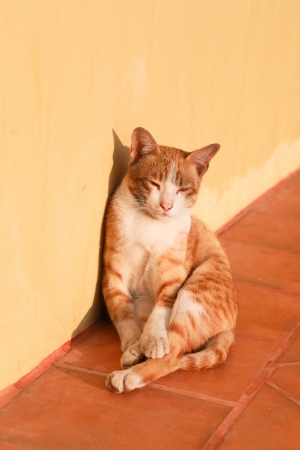 cat sitting against wall with shadowの写真素材