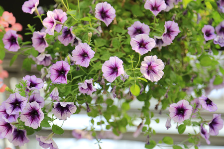 Violet morning gloryの写真素材