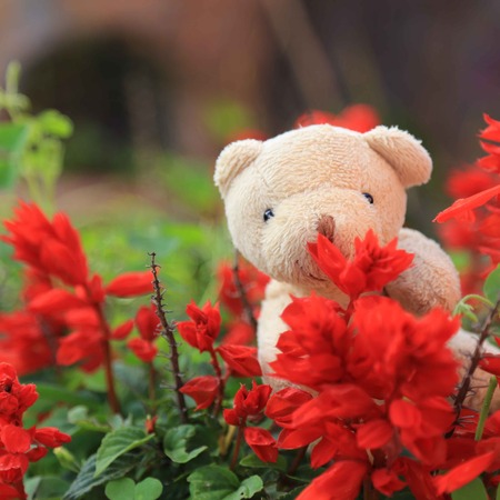 Bear in red flower fieldの写真素材