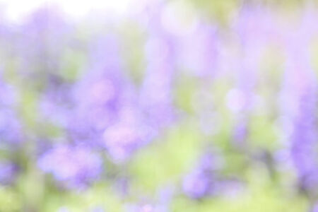 Blurred violet backgroundの写真素材
