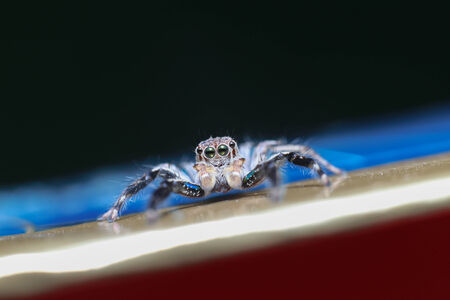 Jumping Spiderの写真素材