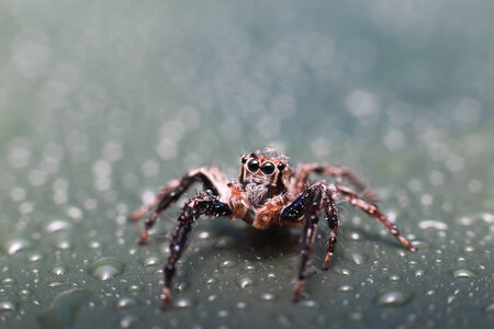 Jumping Spiderの写真素材