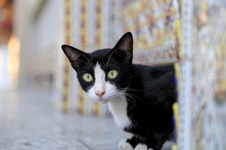 Black and white cat sit