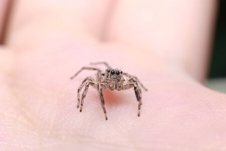 Jumping Spider