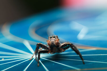 Jumping Spider