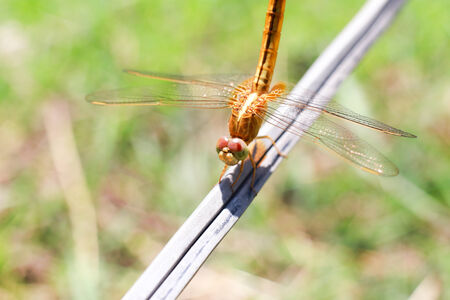 Dragon flyの写真素材
