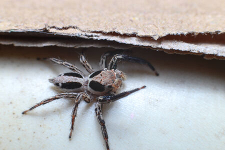 Jumping Spider