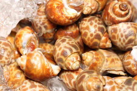 shell