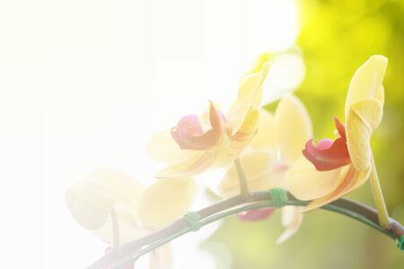 Yellow orchids dreamy lightの写真素材