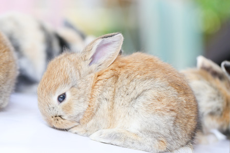 brown young rabbitの写真素材