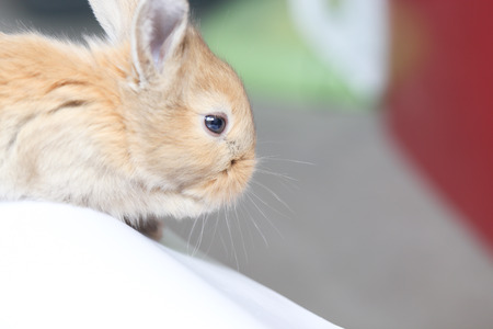 young rabbitの写真素材