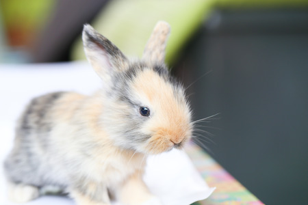 baby rabbitの写真素材