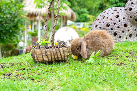 Holland lop rabbitの写真素材