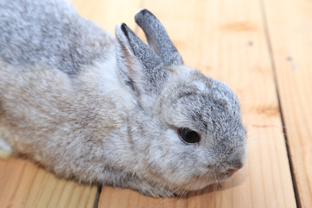 rabbit