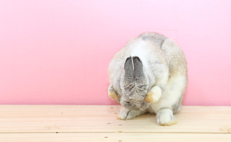 Netherlands dwarfs rabbit with pink wall, washing its headの写真素材