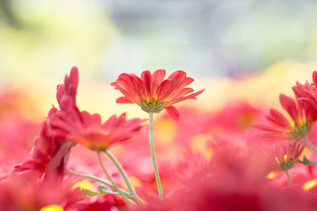 red gerbera fieldの写真素材