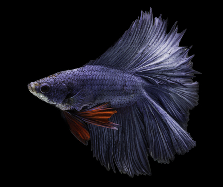 blue siamese fighting fish on black backgroundの写真素材