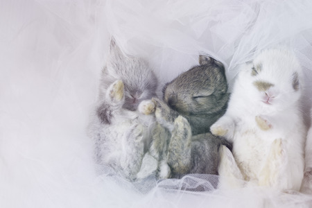 rabbit new born when they are babyの写真素材