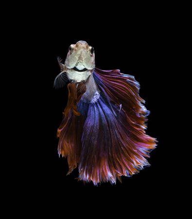 red and blue siamese fighting fish on black backgroundの写真素材