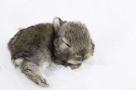 rabbit new born when they are babyの写真素材
