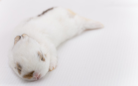 white baby rabbit lays down on white backgroundの写真素材
