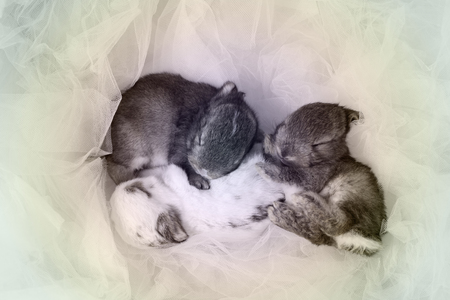 rabbit new born when they are baby as colorful cold toneの写真素材