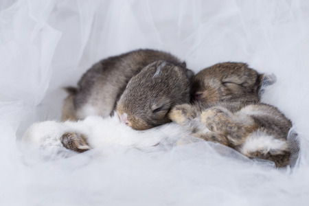 newborn baby rabbit on white cloth as backgroundの写真素材