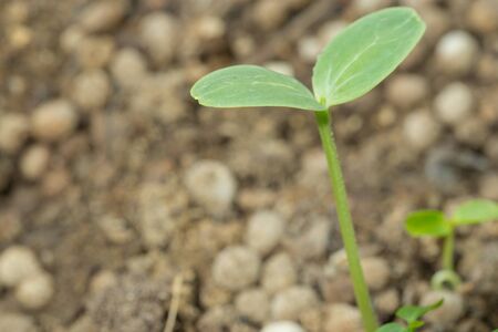 Young tree or baby plant in healthy soil