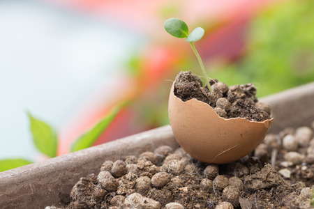 Young tree or baby plant in healthy soil in broken hen egg shellの写真素材