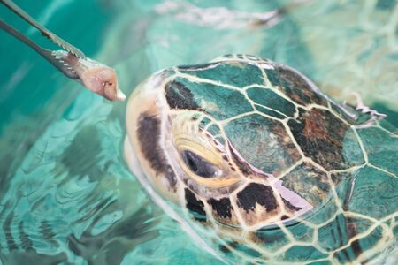 Feeding raw fresh fish to Sea turtle in tank