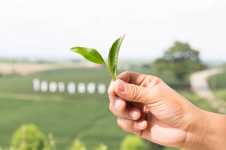 Finger tip with green tea leaves with green tea field, Chui Fong, Chiangrai,Thailandの写真素材