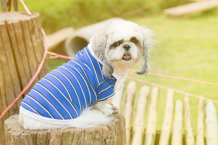 Old nice grooming dog on dog's blue shirt sit on log in natureの写真素材