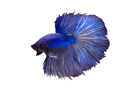 Blue betta fish or Siamese Fighting fish  isolate on white backgroundの写真素材