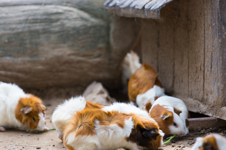 Group of Guinea pig or cavy