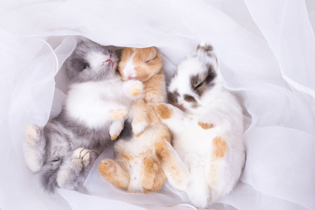 baby rabbitの写真素材