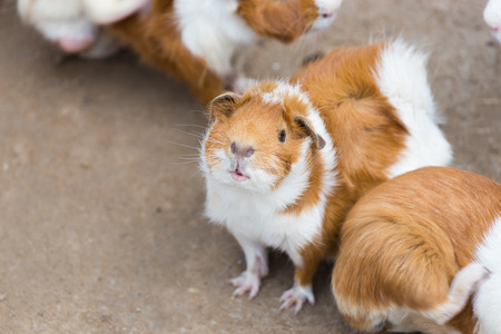 Group of Guinea pig or cavyの写真素材