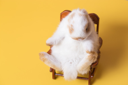 White baby rabbit with short ears sitting on wood rocking chair on yellow backgroundの写真素材