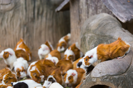 Group of Guinea pig or cavyの写真素材