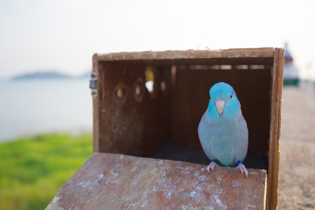 Blue little bird in wooden box cage in nature with mountain and water pond as background