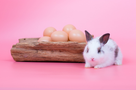 little adorable baby rabbit on pink backgroundの写真素材