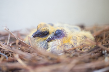 Two new born pigeons in nestの写真素材