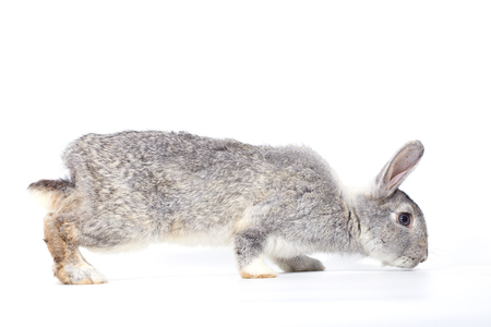 Grey rabbit on white backgroundの写真素材