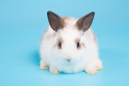 white rabbit with brown ears on blue background